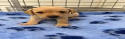 Labrador Retriever dogs for sale: ✨ 9 STUNNING KC REGISTERED LABRADOR PUPPIES! ✨ - Advert 18