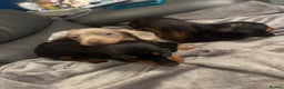 Miniature Dachshund dogs for sale: Miniature Dachshund - Advert 3