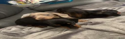 Miniature Dachshund dogs for sale: Miniature Dachshund - Advert 3