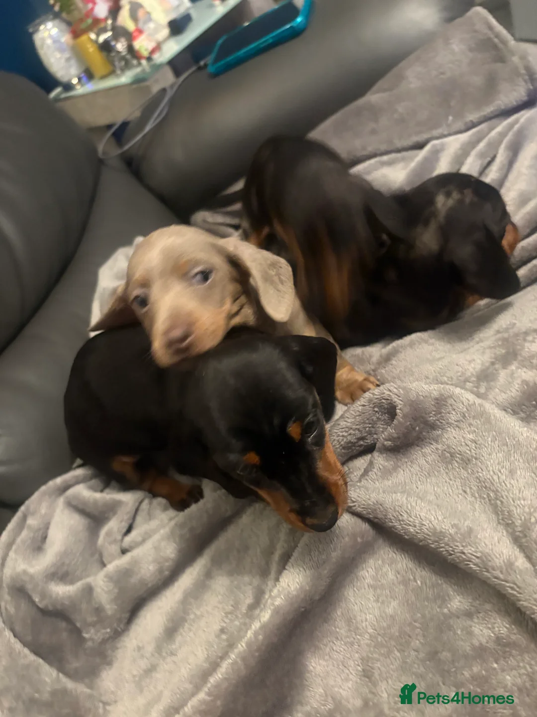 Miniature Dachshund dogs for sale: Miniature Dachshund - Advert 3