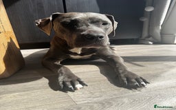 Staffordshire Bull Terrier dogs for sale: Blue Staffordshire terrier puppies/ 1 girl left  in Bristol - Image 3