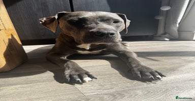 Staffordshire Bull Terrier dogs in Bristol - Advert 9