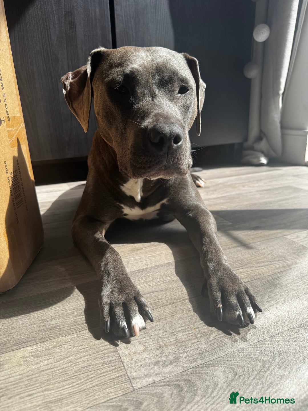 Staffordshire Bull Terrier dogs for sale: Blue Staffordshire terrier puppies/ 1 girl left  in Bristol - Image 3
