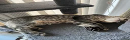 British Longhair cats for sale: British long and short haired kittens in Borehamwood - Advert 5
