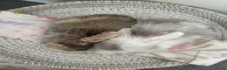 Mini Lop rabbits for sale: Baby Mini Lop's Ready To Leave 6th June in Birmingham - Advert 11