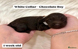 Cockapoo dogs for sale: Extensive DNA Health Tested Cockapoo Puppies 🧬 - Image 16