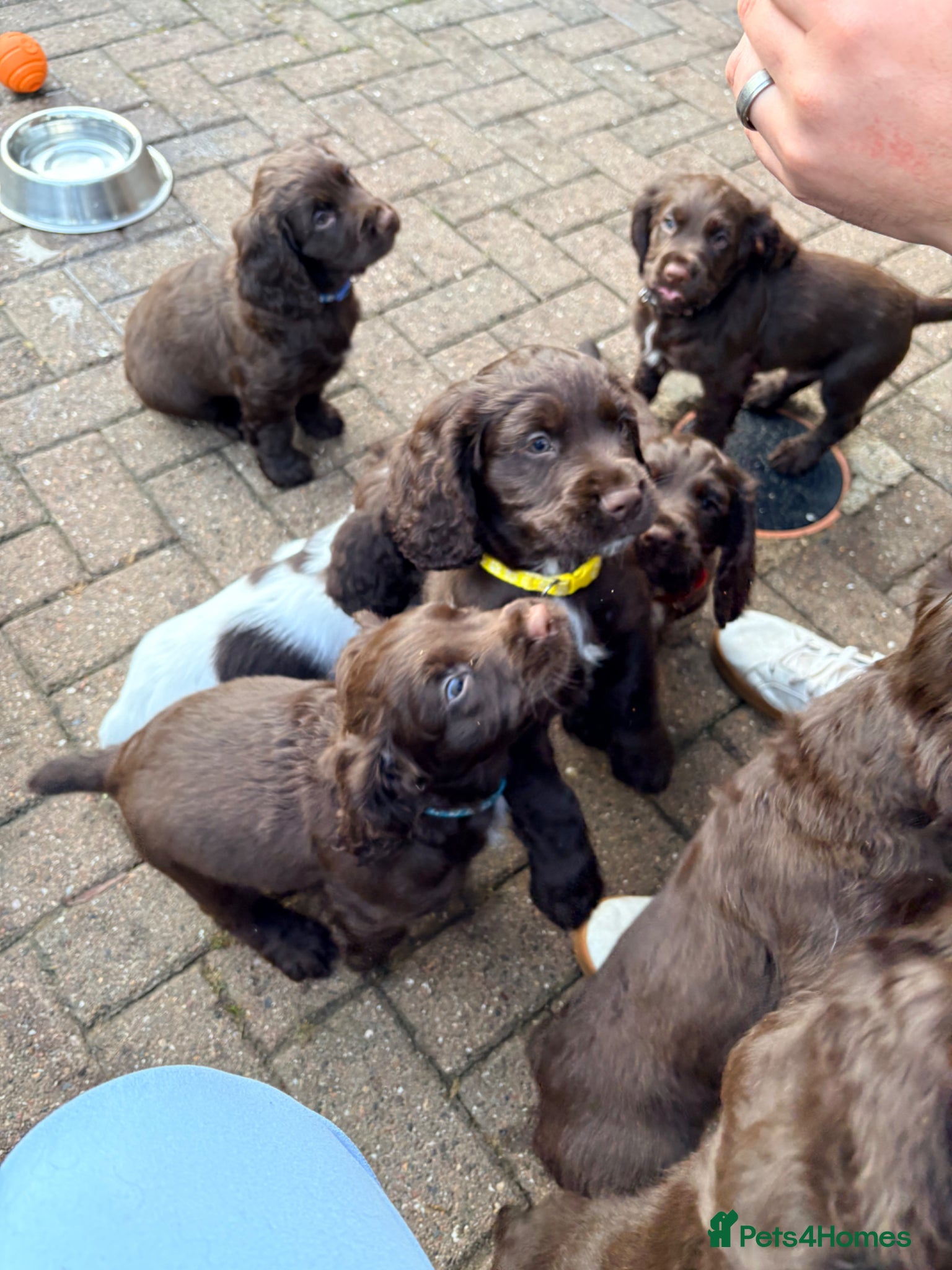 Cocker Spaniel dogs Working Cocker Spaniel RKC Registered - Advert 1