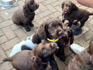 Cocker Spaniel dogs Working Cocker Spaniel RKC Registered - Advert 1