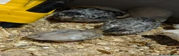 Quail poultry for sale: Chinese painted quail/ button quail  - Advert 4
