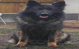 German Shepherd dogs for sale: Chunky German Shepherd Working Line Puppies  - Image 12