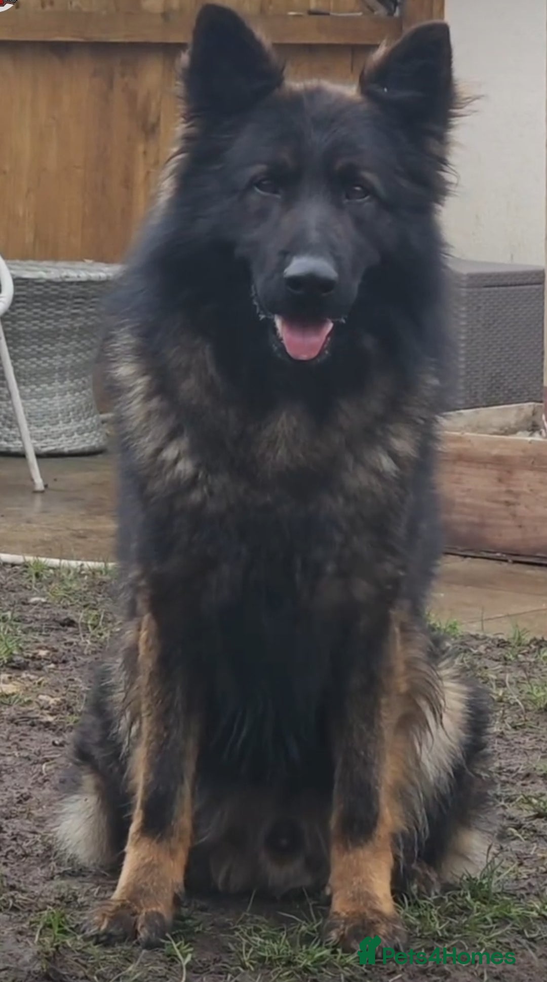 German Shepherd dogs for sale: Chunky German Shepherd Working Line Puppies  - Image 12