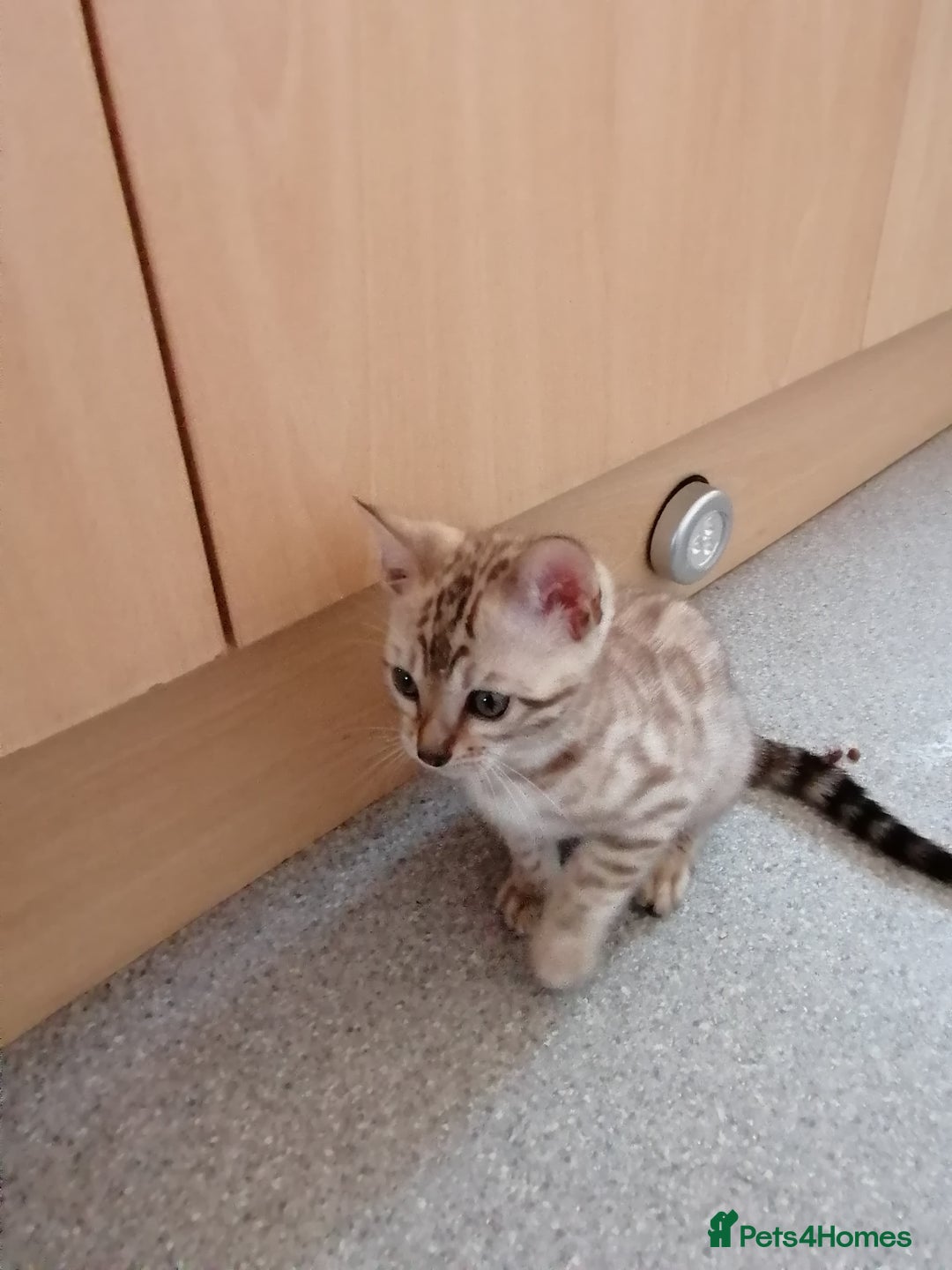 Bengal cats for sale: Stunning snow bengals - Image 9