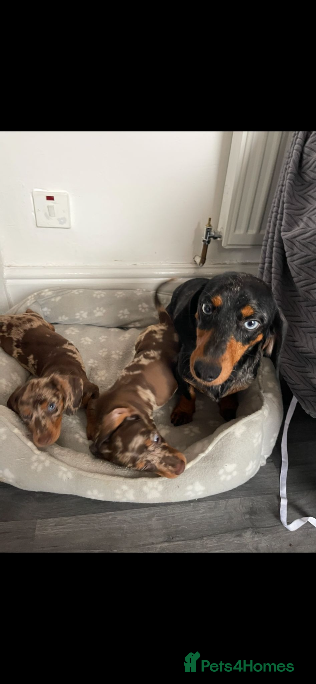 Dachshund dogs for sale: Miniature Dachshund Puppies  - Image 12