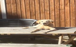 Labrador Retriever dogs for sale: 5 Month old Labrador  Retriever for Sale  - Image 7