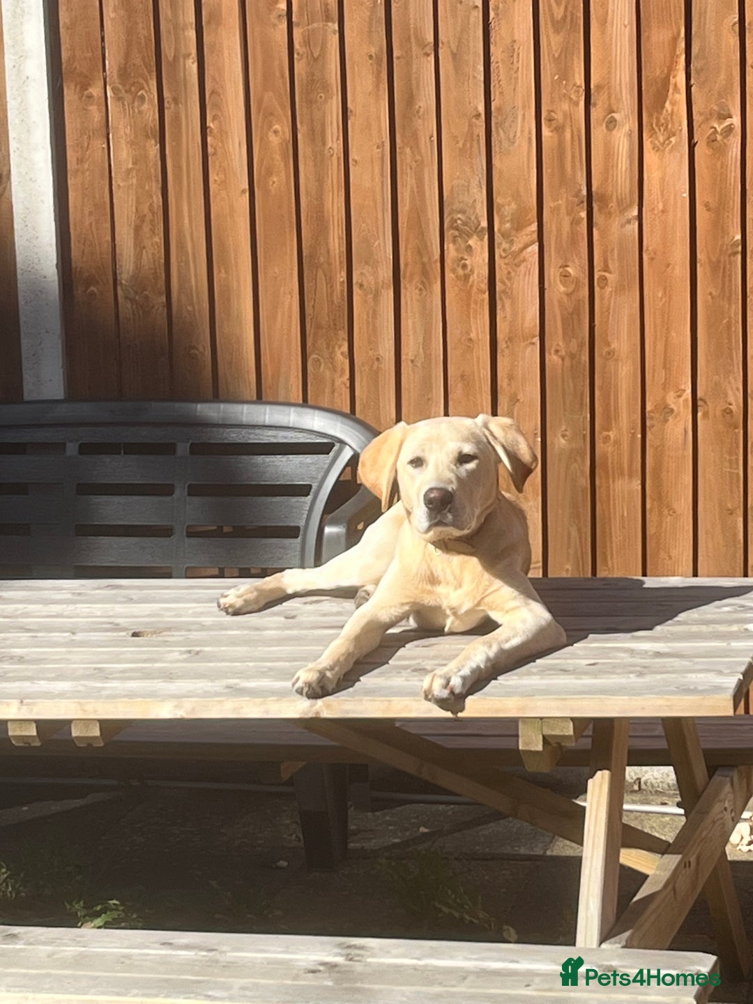 Labrador Retriever dogs for sale: 5 Month old Labrador  Retriever for Sale  - Image 7
