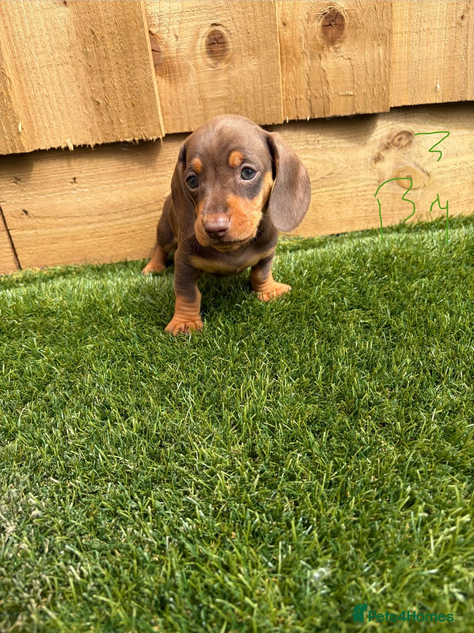 Miniature Dachshund dogs miniature dachshund - Advert 2