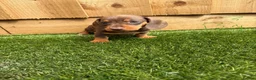 Miniature Dachshund dogs for sale: miniature dachshund - Advert 2