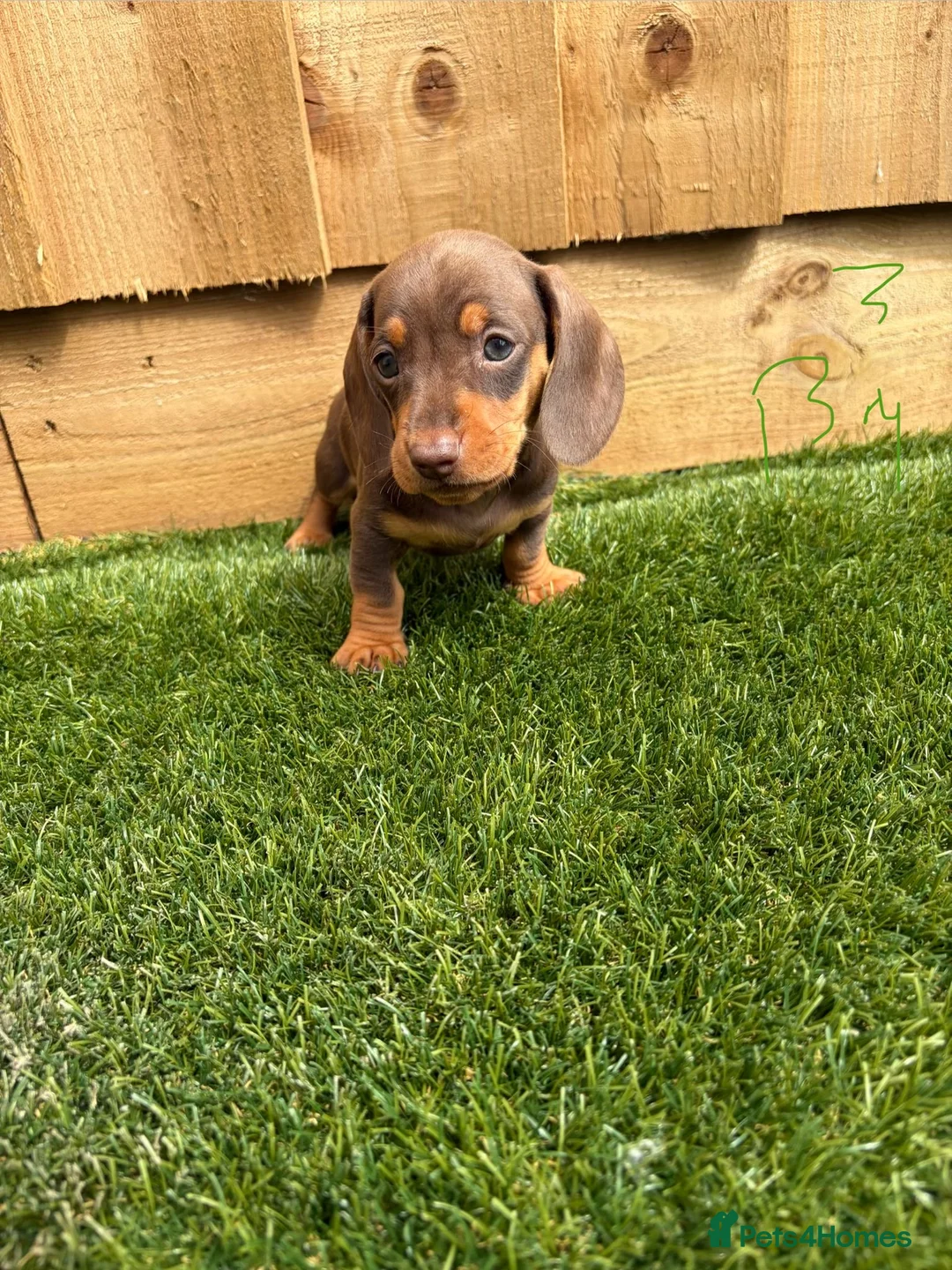 Miniature Dachshund dogs for sale: miniature dachshund - Advert 2