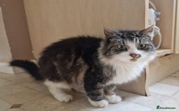 Mixed Breed cats for sale: Cat for rehome - Image 1