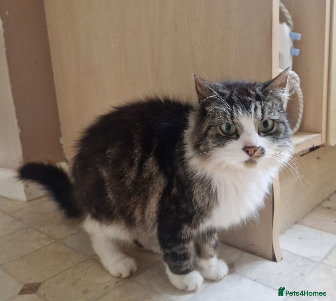 Mixed Breed cats for sale: Cat for rehome - Image 1