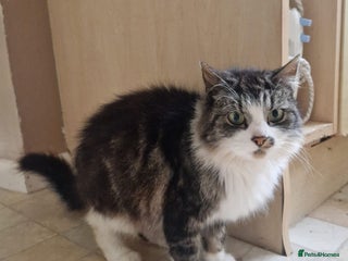 Mixed Breed cats - Advert 19