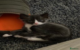 Mixed Breed cats for sale: 4 beautiful male kittens needing homes - Image 16
