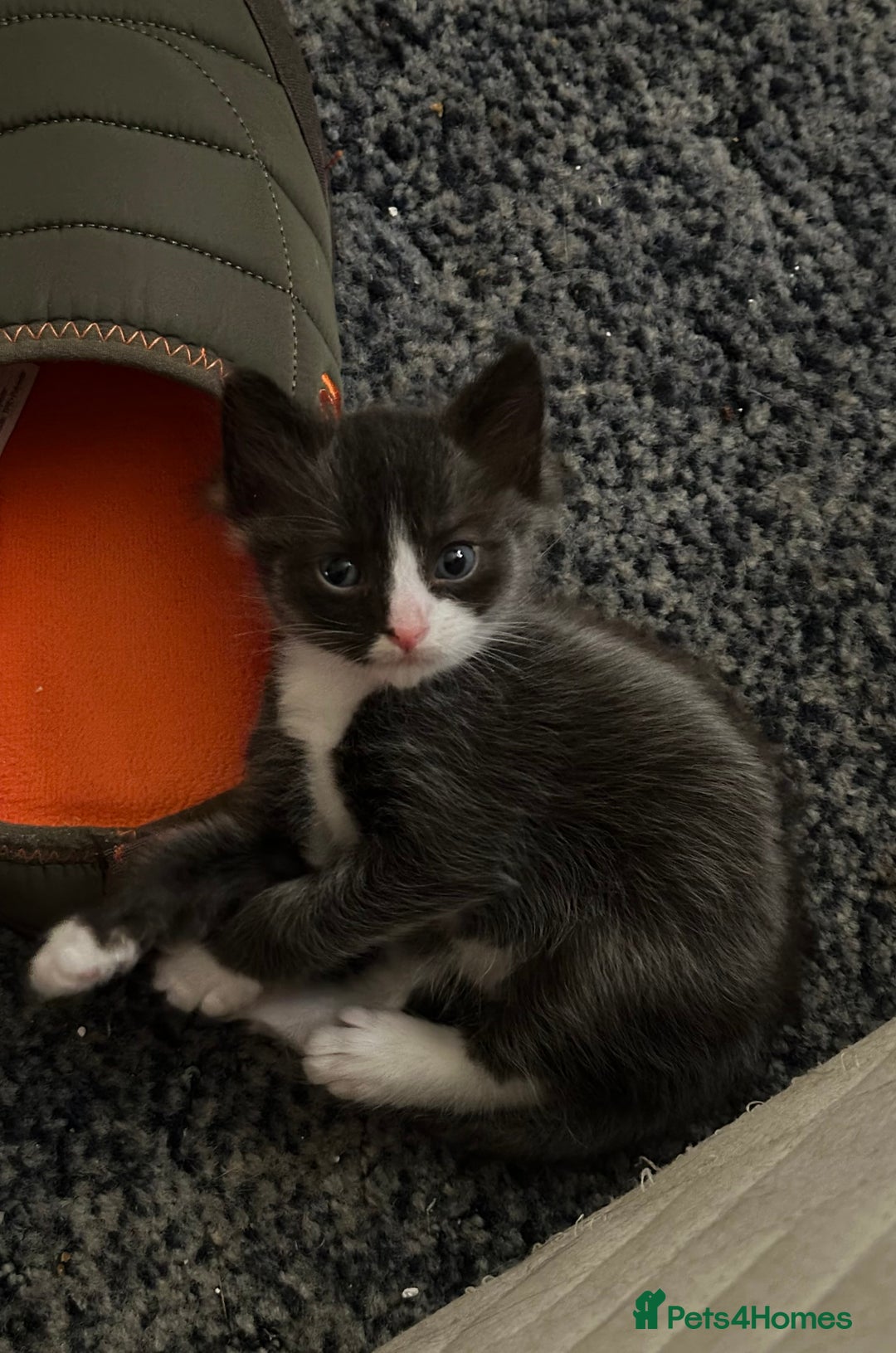 Mixed Breed cats for sale: 4 beautiful male kittens needing homes - Image 16