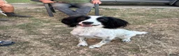 Sprocker dogs for sale: Cocker/springer/collie pups  - Advert 2