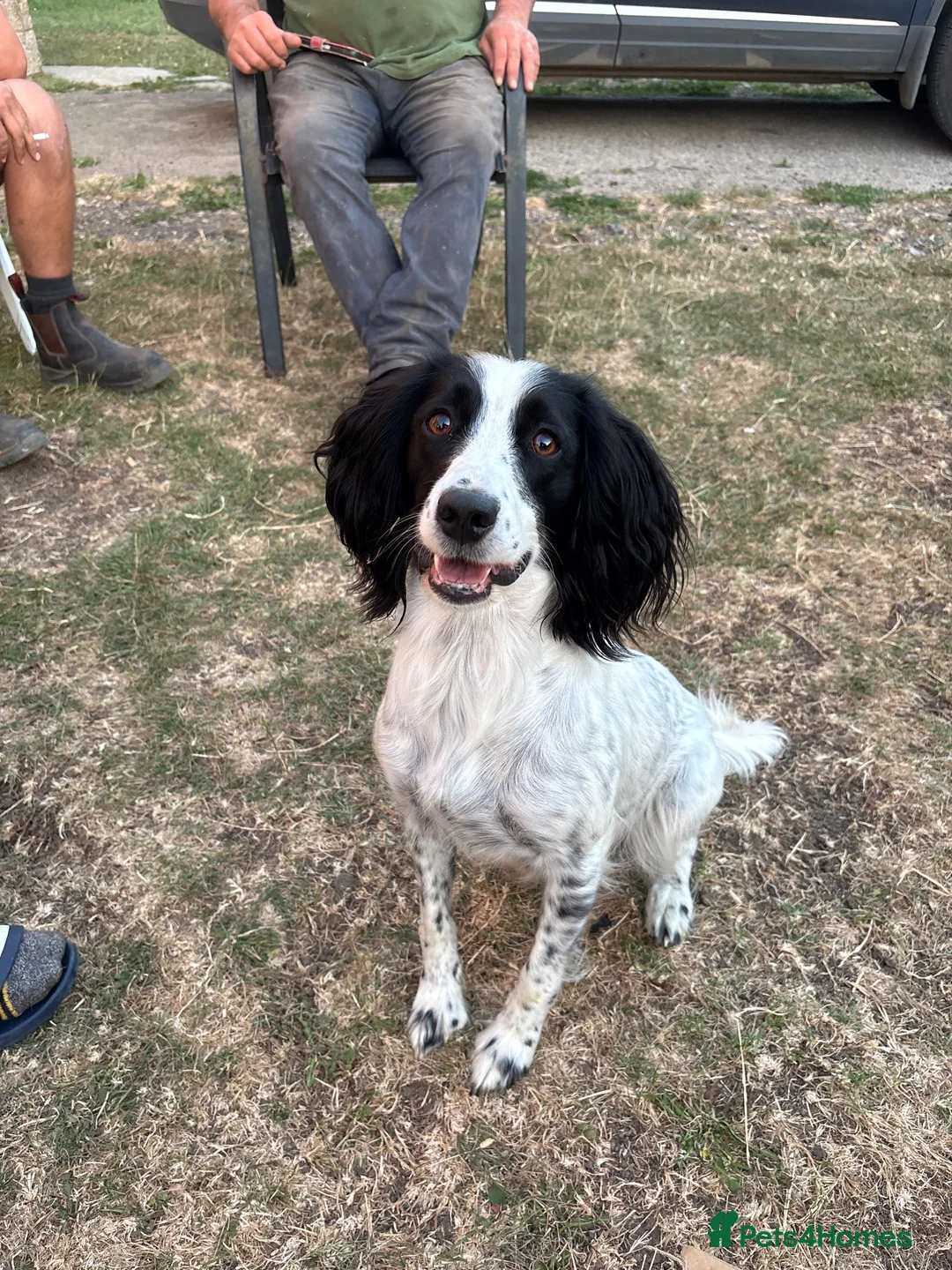Sprocker dogs for sale: Cocker/springer/collie pups  - Advert 2