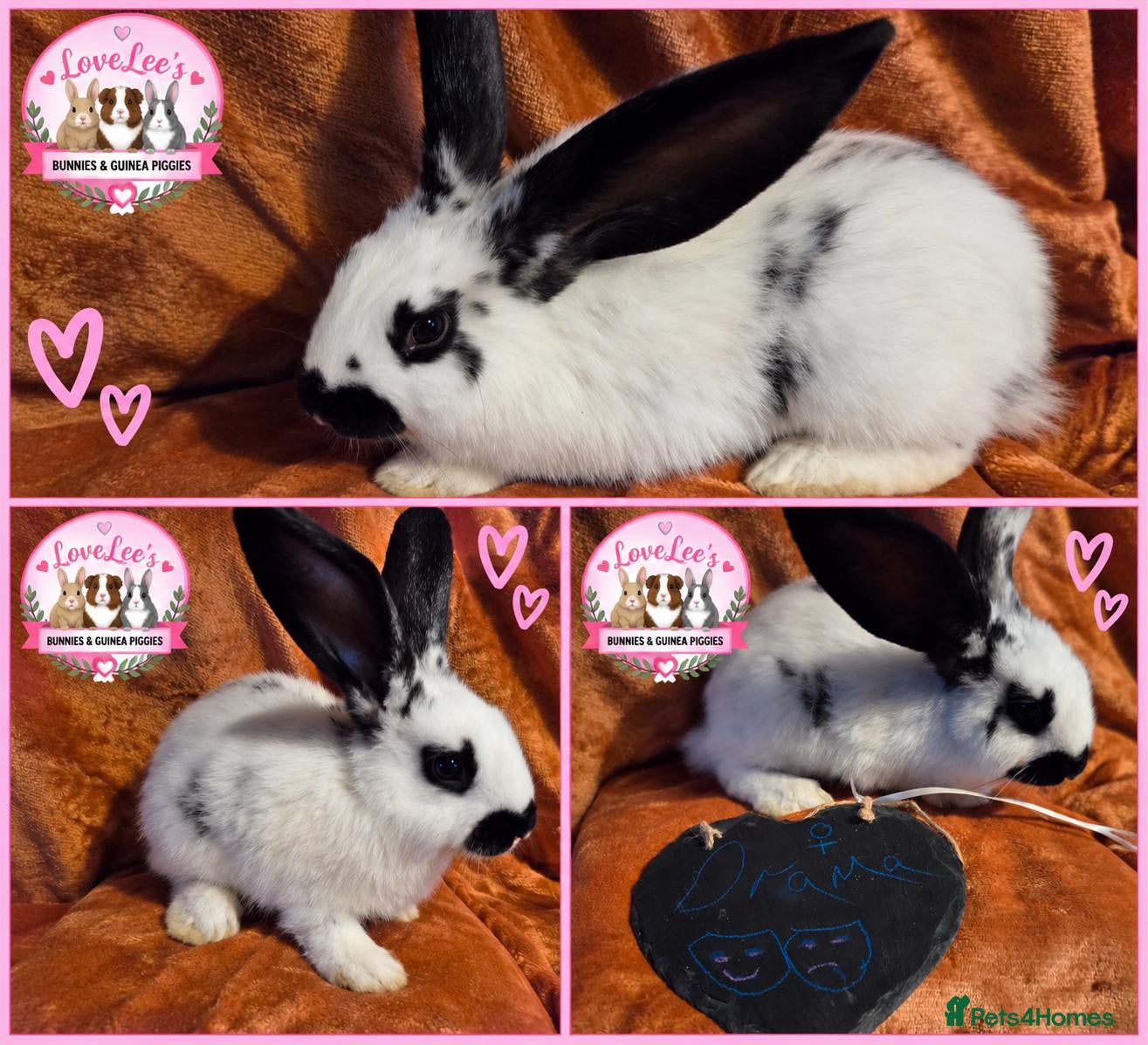 Giant Papillon rabbits Adorable checkered giant cross kits  - Advert 10