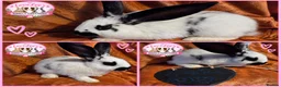 Giant Papillon rabbits for sale: Adorable checkered giant cross kits  in Downham Market - Advert 1