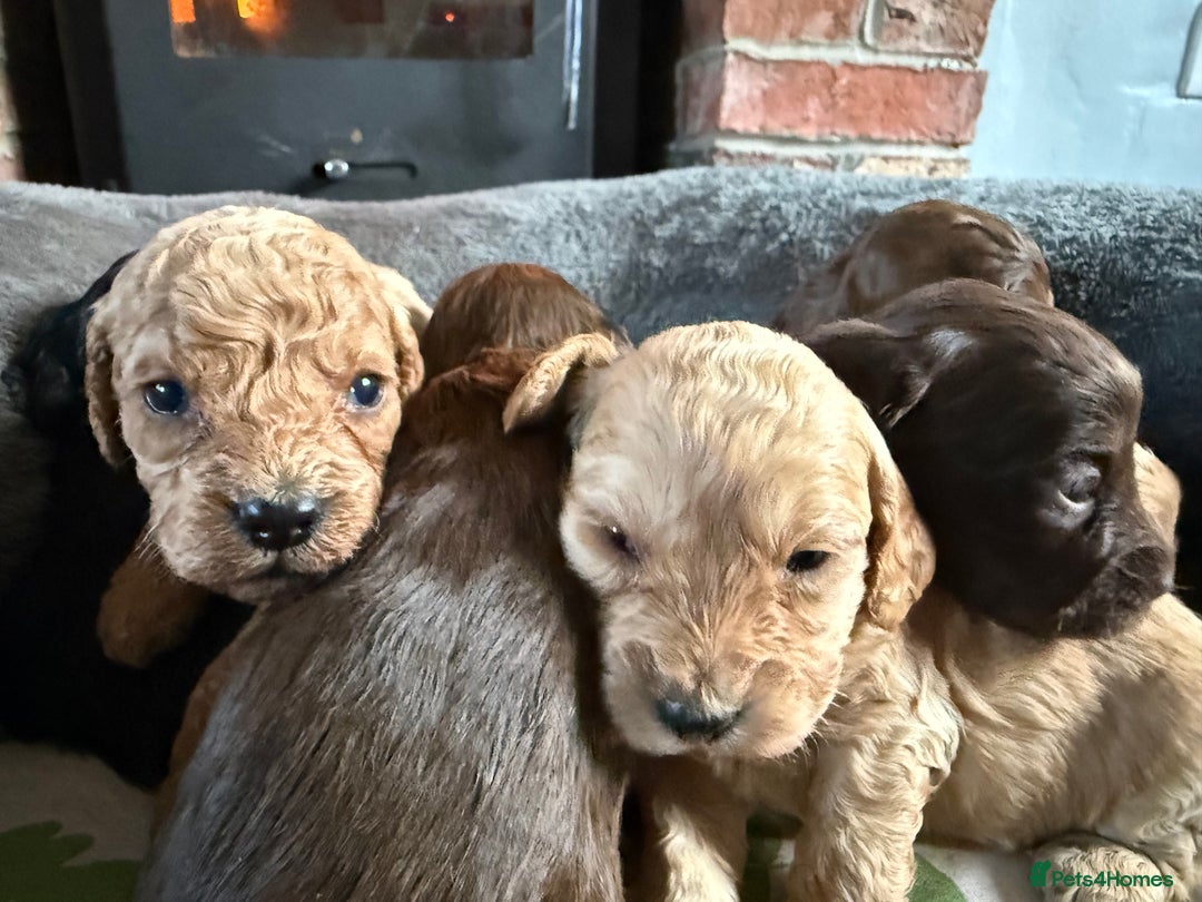 Cockapoo dogs for sale: 8 beautiful miniature cockapoo puppies - Advert 10