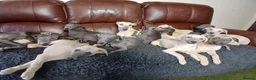 Whippet dogs for sale: High Quality Whippet pups Crufts - Advert 25
