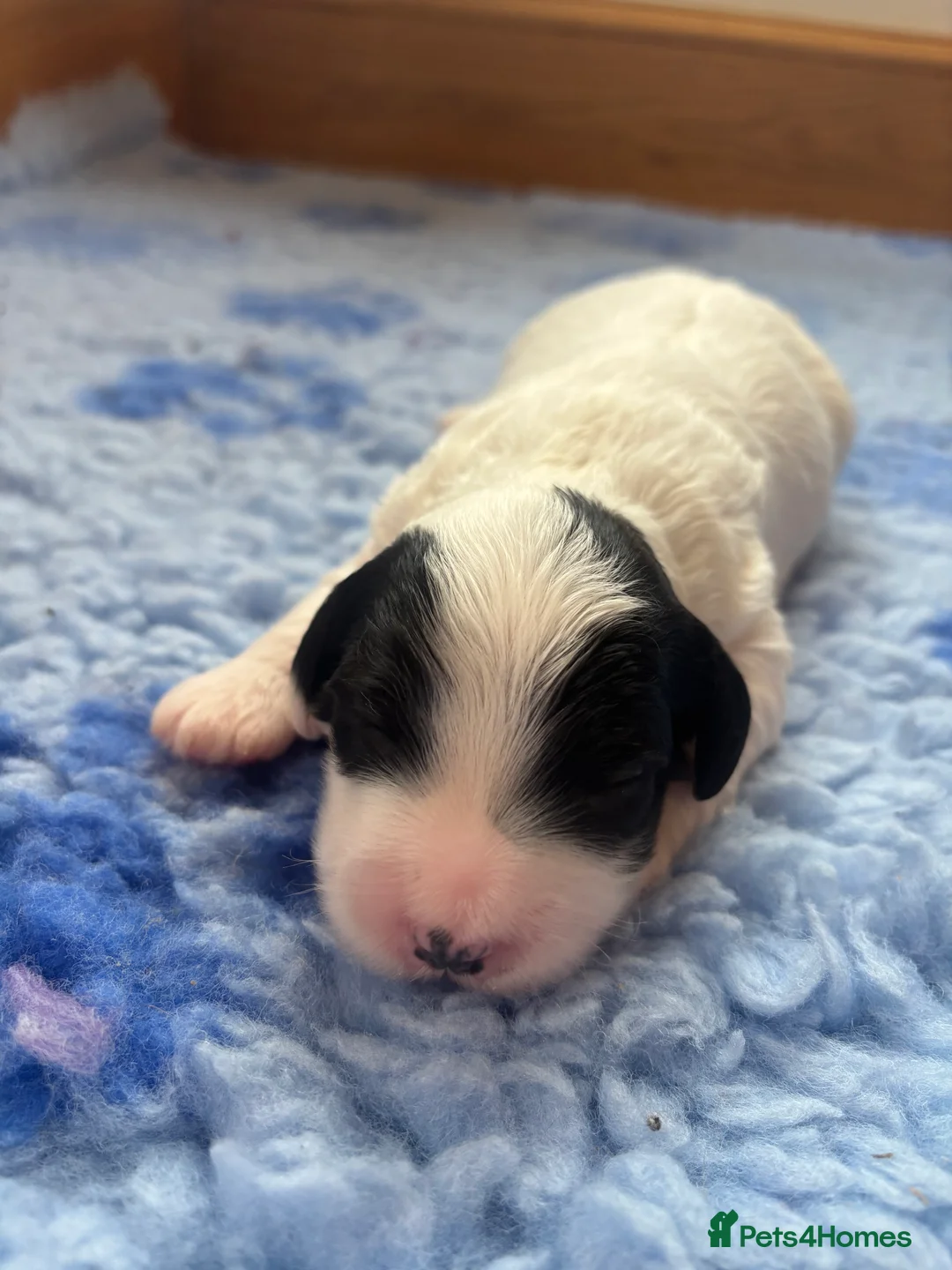 Cockapoo dogs for sale: 🐣Toy Cockapoo Puppies 🌸 - Advert 6