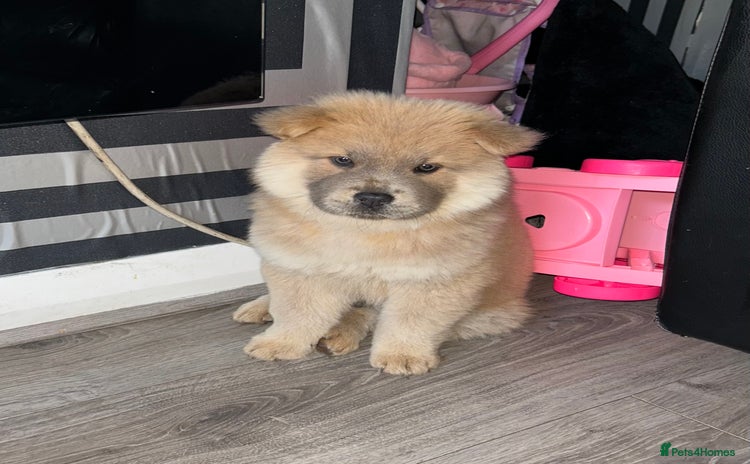 Chow Chow dogs - Advert 1
