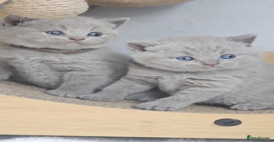 British Shorthair cats - Advert 9