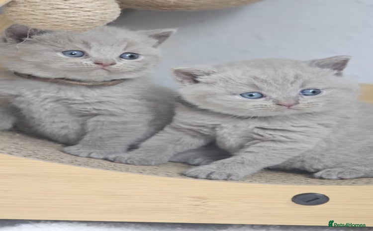 British Shorthair cats - Advert 12