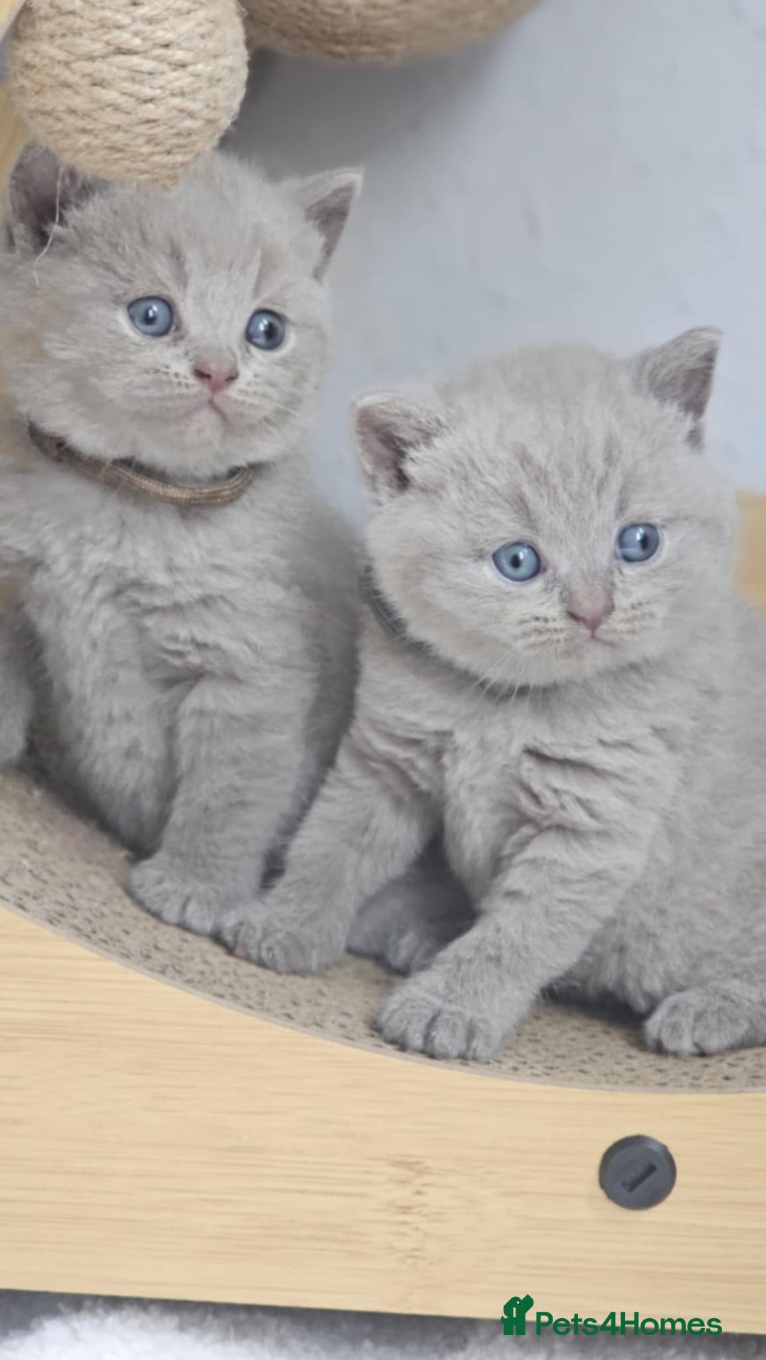 British Shorthair cats for sale: LAST GCCF British Shorthair Kittens Champion - Image 8