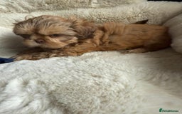 Shih Tzu dogs for sale: 4 imperial shih Tzu beautiful boys  - Image 10