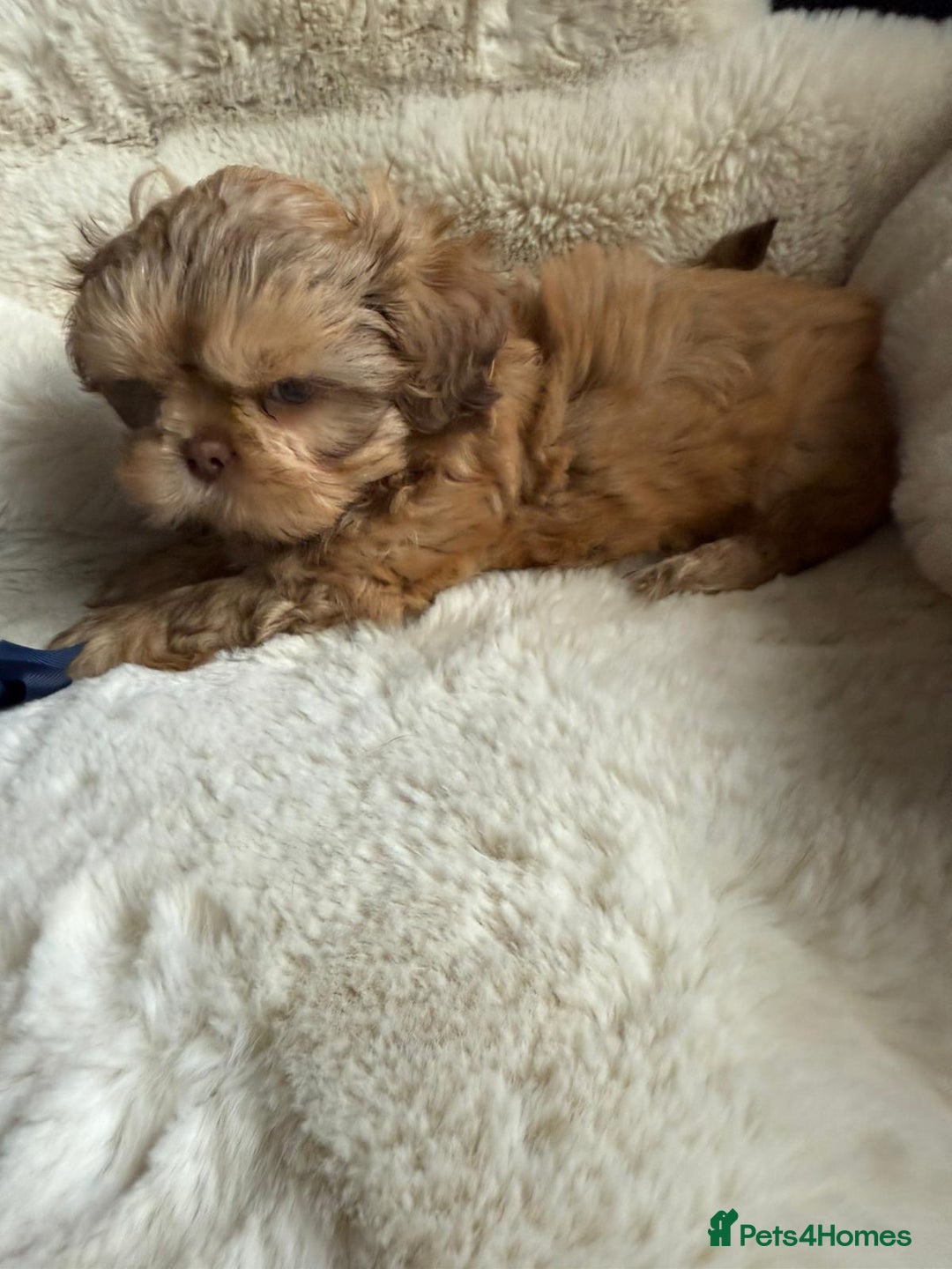 Shih Tzu dogs for sale: 4 imperial shih Tzu beautiful boys  - Image 10