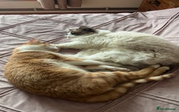 Ragdoll cats for sale: Ragdoll x Kittens ( prices vary)  - Image 14