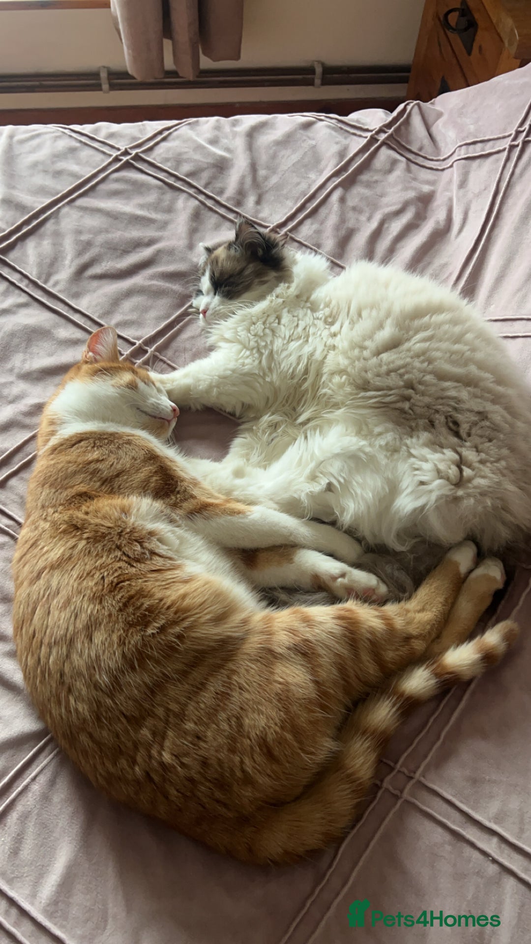 Ragdoll cats for sale: Ragdoll x Kittens ( prices vary)  - Image 14