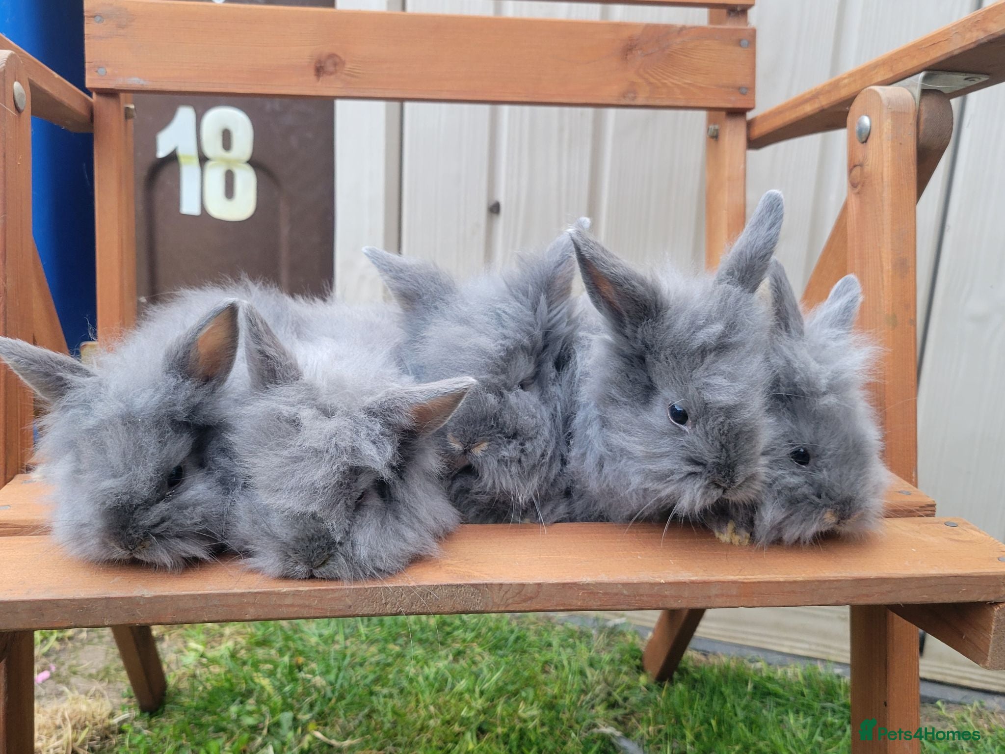 Lionhead rabbits  Grey Full‑Breed Lionhead Baby Rabbits - Advert 12