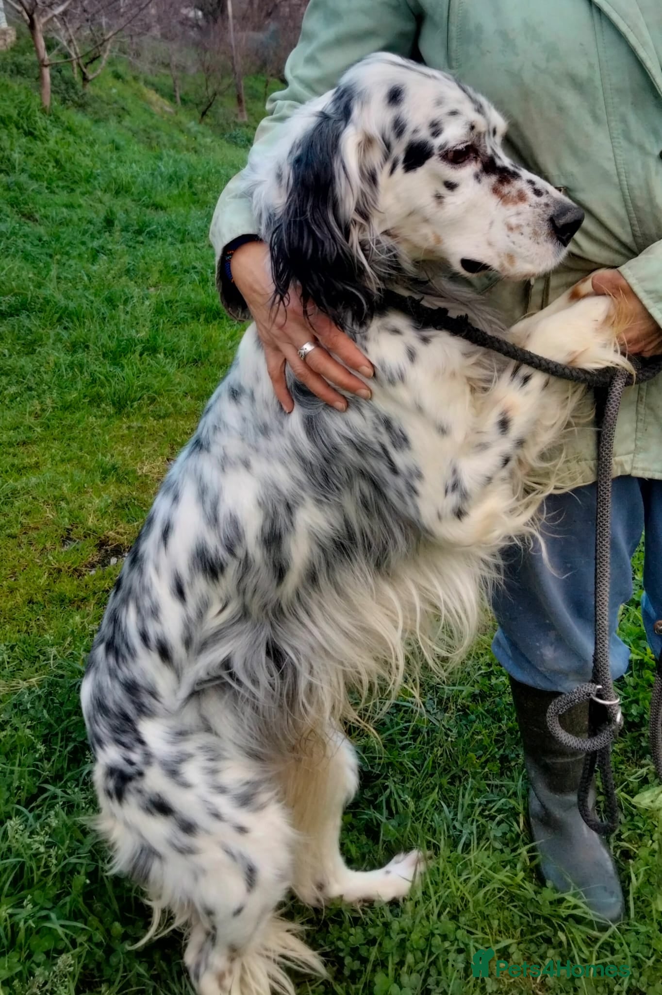 Icaro — English Setter