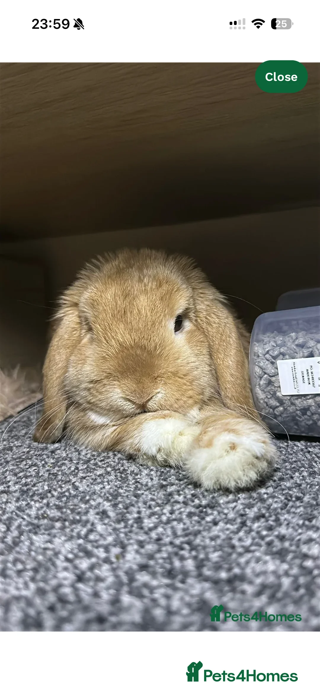 Mini Lop rabbits for sale: RESERVED-Leo-Adorable 10 months old mini lop male - Advert 3