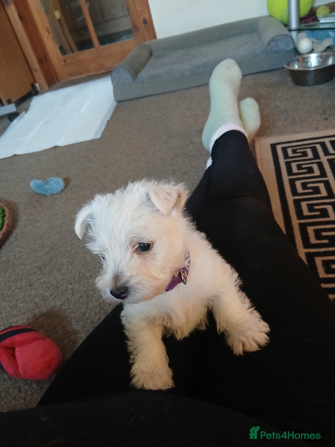 West Highland Terrier dogs for sale: We have 1 wee girl available  - Advert 6
