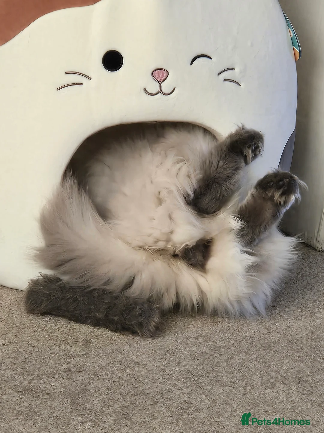 Gallery Image {{count}}