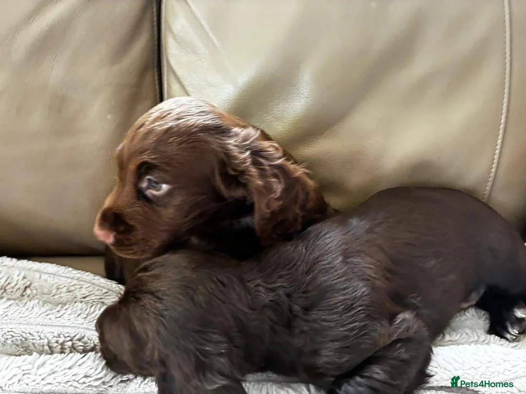Cocker Spaniel dogs for sale: Glanhowy gundog kc reg working cocker spaniel pups - Advert 2
