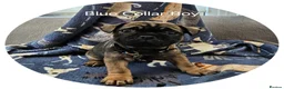 Frug dogs for sale: Fun-loving Frug pups seeking their forever family! - Advert 13