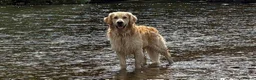 Goldador dogs for sale: Golden Retriever Labrador Puppies Due - Advert 7